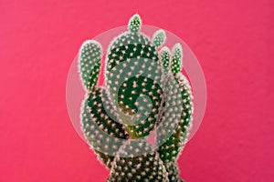 Opuntia microdasys cute cactus with bunny ears shape tropical plant photo