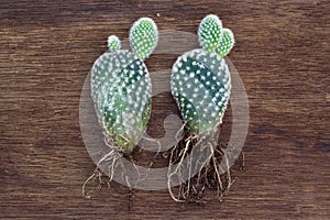 Opuntia microdasys and root
