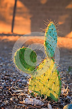 Opuntia Phaeacantha in Xeriscaping in Autumn photo