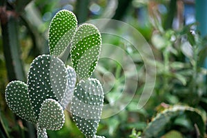 Opuntia is a plant of the Cactaceae family. Plant of North and South America