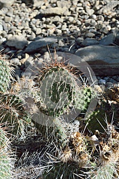 Opuntia polyacantha prickly pear cactus plains cactus panhandle pricklypear vertical