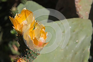 Opuntia, prickly pear or cactus flower from which the prickly pear is obtained as fruit photo
