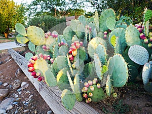 Opuntia or Prickly Pear Cactus Lit by Morning Sun Rays