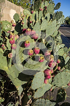 Opuntia or Prickly Pear Cactus Lit by Morning Sun Rays