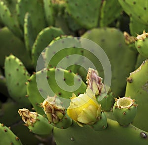 Opuntia or Prickly pear cactus in Madeira, Portugal.
