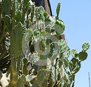 Opuntia robusta cactus