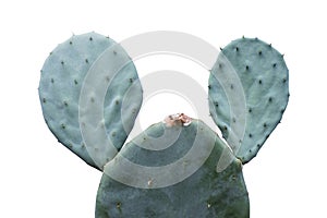 Opuntia robusta cactus isolated on white background