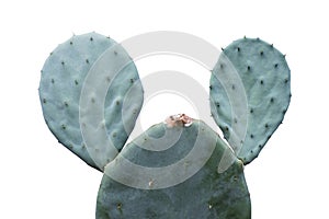 Opuntia robusta cactus isolated on white background photo