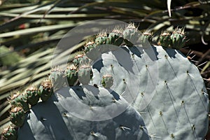 Opuntia Robusta cactus paddles with flower buds photo