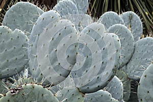 Opuntia Robusta cactus paddles with long sharp thorns photo