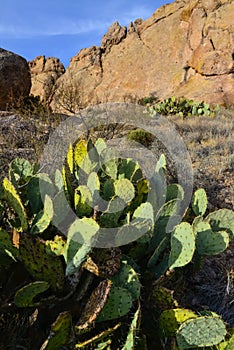 Opuntia sp. prickly pear and other desert plants in Organ Mountains-Desert Peaks NM, New Mexico USA photo