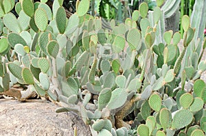 Opuntia stricta cactus