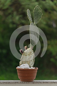 Opuntia Stricta Cactus in pot: Natural green background photo
