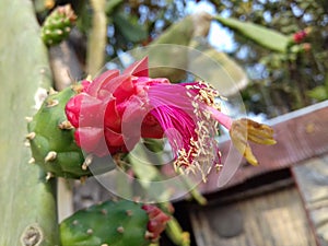 Opuntia stricta flower photo