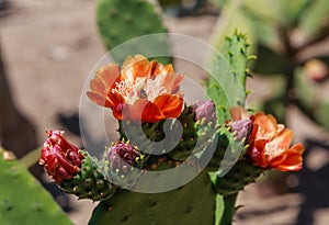 Opuntia tomentosa. Cactus plants and flowers in botanical garden