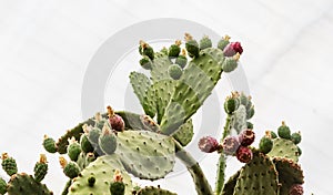 Opuntia tomentosa. Cactus plants and flowers in botanical garden