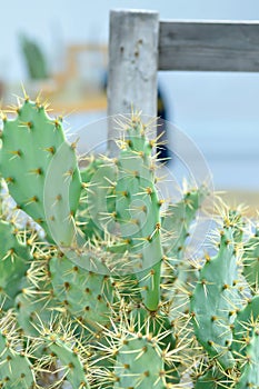 Opuntia tuna, Angiosperms or  Opuntia or Cactaceae or  Tuna Cactus or Prickly Pears