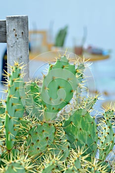 Opuntia tuna, Angiosperms or  Opuntia or Cactaceae or  Tuna Cactus or Prickly Pears