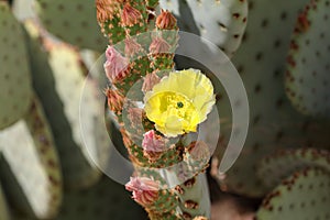 Opuntia Yellow flower on a cactus