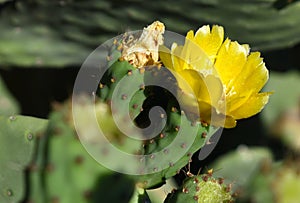 Opuntia, yellow flower, flowering cactus, close up, natural background