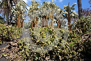 Opuntias in botanical garden in Fuerteventura island