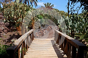 Opuntias in botanical garden in Fuerteventura island