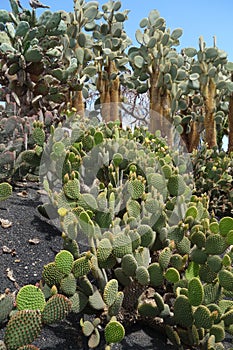 Opuntias in botanical garden in Fuerteventura island