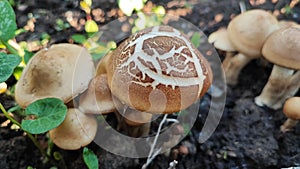 The opyat family grows in the autumn forest.  A group of forest edible mushrooms