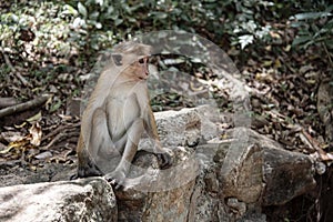 Oque Macaque Macaca sinica is a commonly found monkey endemic to Sri Lanka