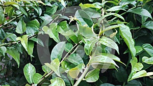 Ora pro nobs plant green leaves