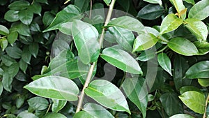 Ora pro nobs plant green leaves