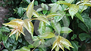 Ora pro nobs plant green leaves