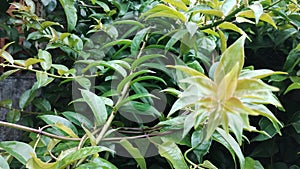 Ora pro nobs plant green leaves