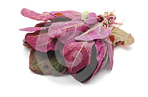 Orach