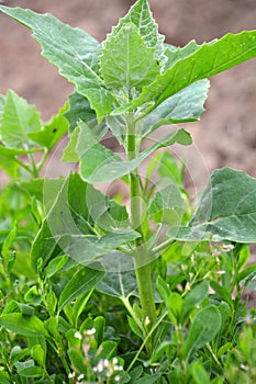 Orach Atriplex hortensis grows in the garden