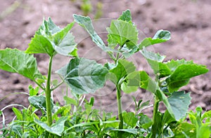 Orach Atriplex hortensis grows in the garden