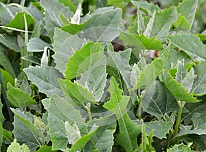 Orach Atriplex hortensis grows in the garden