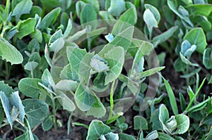 Orach Atriplex hortensis grows in the garden