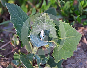 Orach Atriplex hortensis grows in the garden