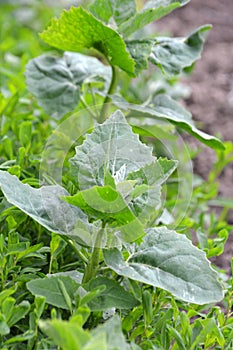 Orach Atriplex hortensis grows in the garden