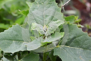 Orach Atriplex hortensis grows in the garden