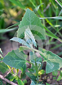 Orach Atriplex hortensis grows in the garden