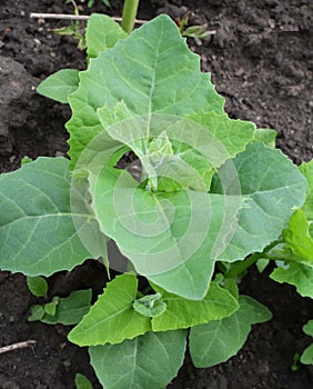 Orach Atriplex hortensis grows in the garden