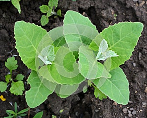 Orach Atriplex hortensis grows in the garden