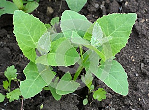 Orach Atriplex hortensis grows in the garden