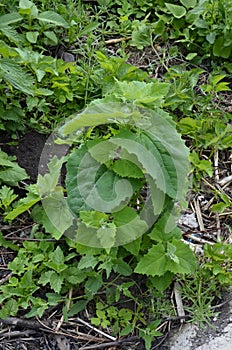 Orach Atriplex hortensis grows in the garden