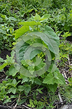 Orach Atriplex hortensis grows in the garden