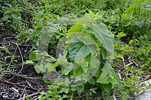 Orach Atriplex hortensis grows in the garden