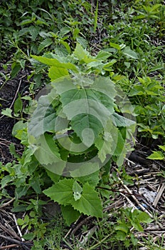 Orach Atriplex hortensis grows in the garden