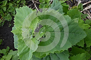 Orach Atriplex hortensis grows in the garden